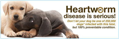 HW/Lyme/Ecanis/AP 4DX Blood Test