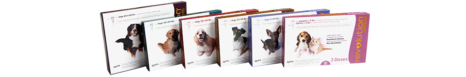 Revolution for Dogs 12 pack